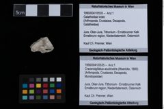 Foto (Objekt + Etiketten) von Cracensigillatus acutirostris (Moericke, 1889) (NHMW-GEO-1990-0041-0535)